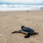 baby turtle on beach