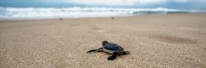 baby turtle on beach