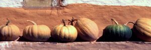Row of orange pumpkins with one green one
