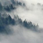 Forest in fog