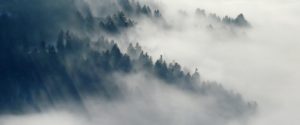 Forest in fog