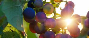 Grapes and Sun