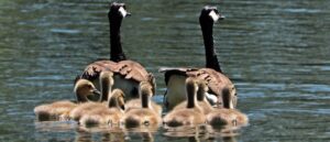 Family of geese on the water - Image by S. Hermann & F. Richter from Pixabay