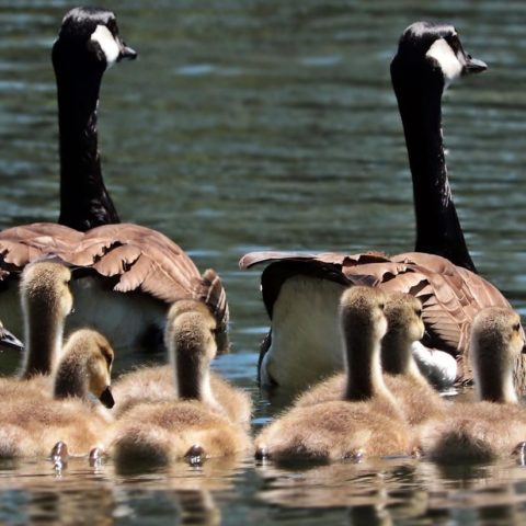 Family of geese on the water - Image by S. Hermann & F. Richter from Pixabay