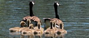 Family of Geese with Goslings