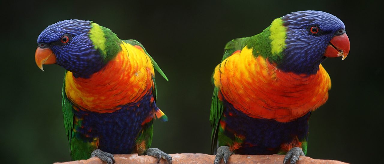 Rainbow Lorikeets facing away from each other