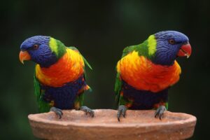 Rainbow Lorikeets facing away from each other