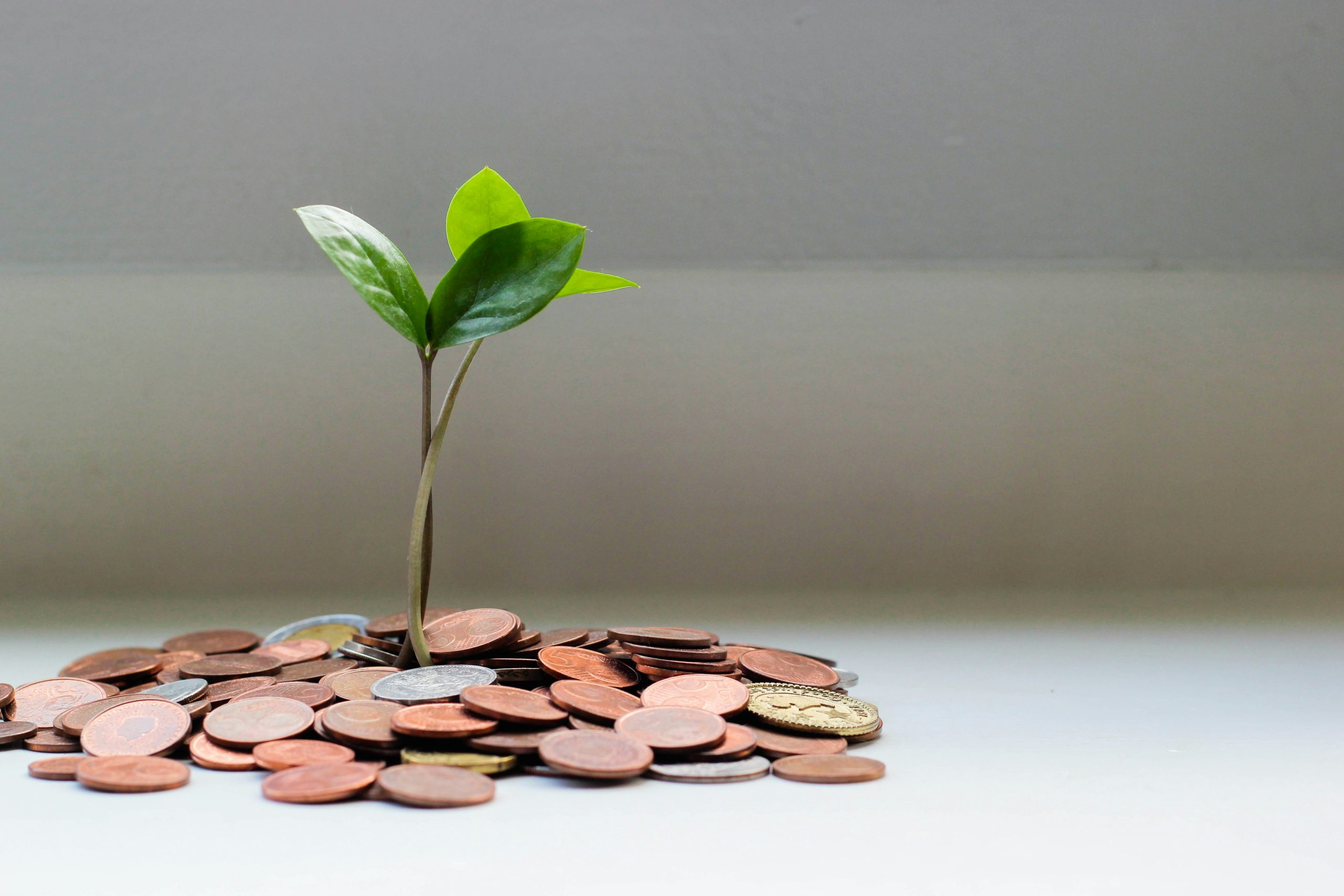 Image of tree growing in money pile representing the importance of business records in managing debt