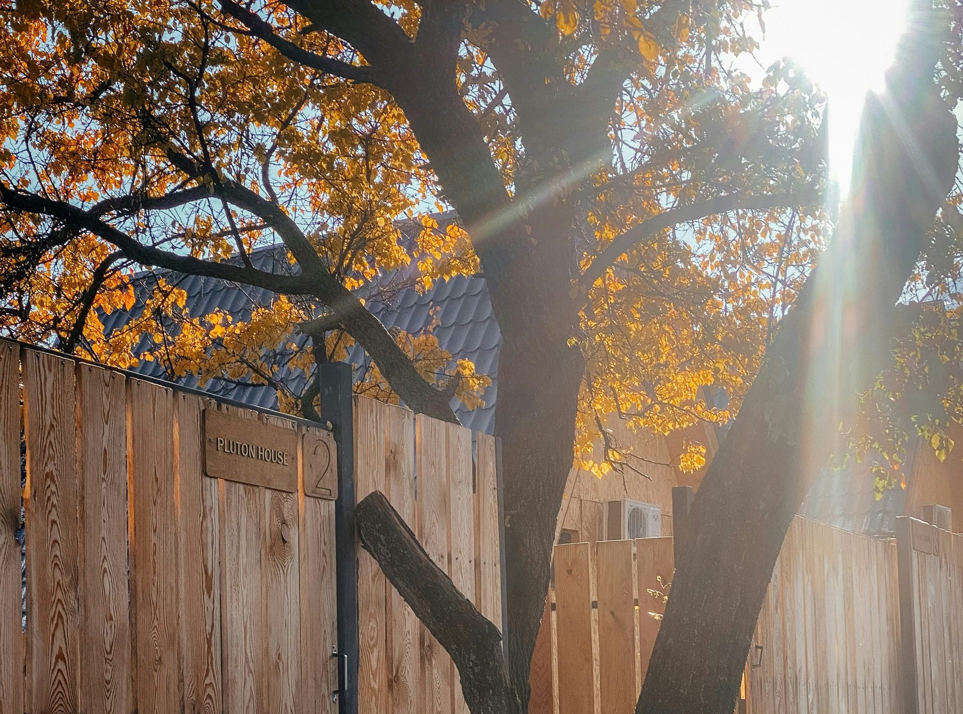 Image of overhanging tree representing potential for a neighour dispute